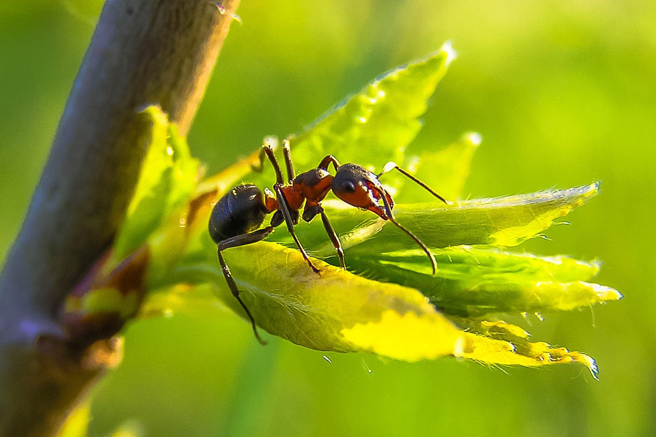 The Fascinating World of Ant Keeping: What is Ant Keeping Called?