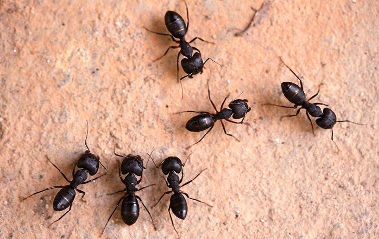 Do Carpenter Ants Eat Wood?