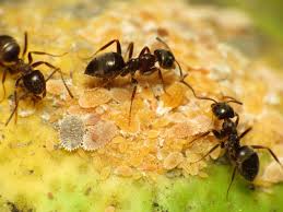 How Long Can an Ant Live in an Ant Farm?