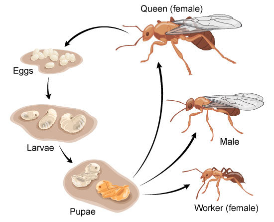 Ant life cycle