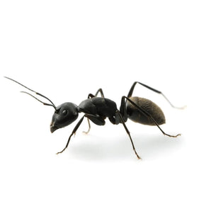 ant, (family Formicidae)