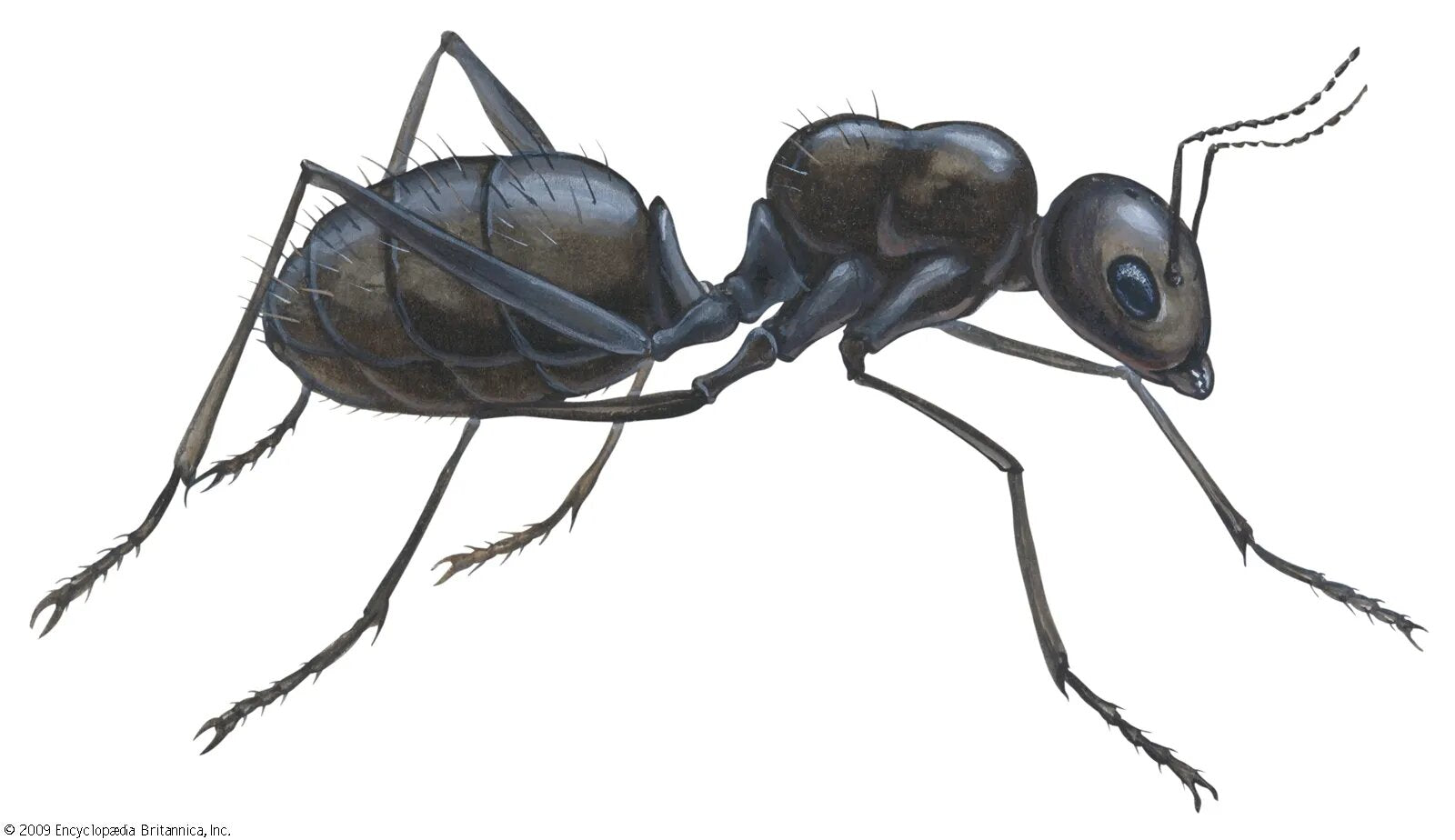 ant, (family Formicidae)