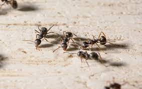 ant, (family Formicidae)